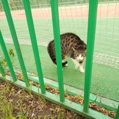 Подробнее об объявлении «Найдена кошка в стрессе Москва» Фото: найдена кошка  «Найдена кошка в стрессе Москва» в г. Москва