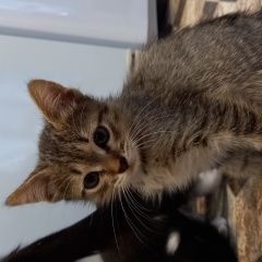 Подробнее об объявлении «Найдена кошка с котятами Нефтекамск» Фото: найдена кошка  «Найдена кошка с котятами Нефтекамск» в г. Нефтекамск