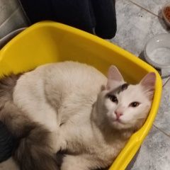 Подробнее об объявлении «Найден кот белый кот Сходня» Фото: найдена кошка  «Найден кот белый кот Сходня» в г. Сходня