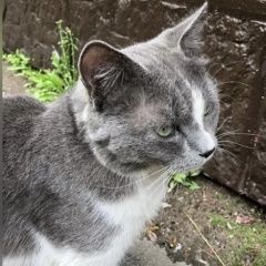 Подробнее об объявлении «Найдена кошка кот Москва» Фото: найдена кошка  «Найдена кошка кот Москва» в г. Москва