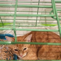Подробнее об объявлении «Найден кот щукино Москва» Фото: найдена кошка  «Найден кот щукино Москва» в г. Москва