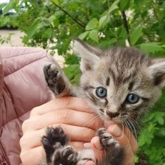 Подробнее об объявлении «Екатеринбург Найдена кошка котята ищут дом» Фото: найдена кошка  «Екатеринбург Найдена кошка котята ищут дом» в г. Екатеринбург