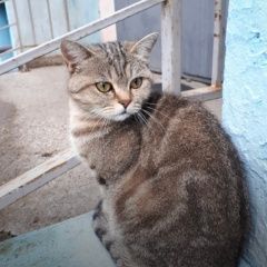 Подробнее об объявлении «Найдена кошка сзр Чебоксары» Фото: найдена кошка  «Найдена кошка сзр Чебоксары» в г. Чебоксары