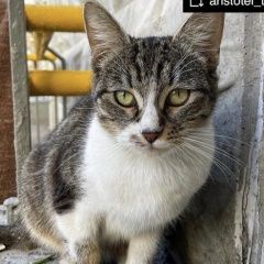 Подробнее об объявлении «Найдена кошка Москва» Фото: найдена кошка  «Найдена кошка Москва» в г. Москва