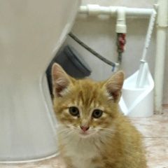 Подробнее об объявлении «Найден кот рыжий малыш Санкт-Петербург» Фото: найдена кошка  «Найден кот рыжий малыш Санкт-Петербург» в г. Санкт-Петербург