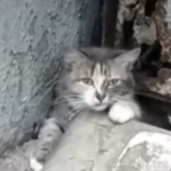 Подробнее об объявлении «Найдена кошка или кот Лыткарино» Фото: найдена кошка  «Найдена кошка или кот Лыткарино» в г. Лыткарино