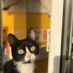 Подробнее об объявлении «Найдена кошка Оренбург» Фото: найдена кошка  «Найдена кошка Оренбург» в г. Оренбург