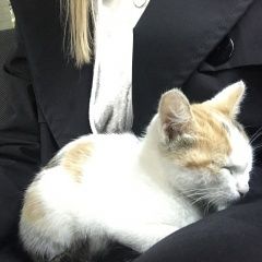 Подробнее об объявлении «Найдена кошка котёнок между партизанской 21 и 2 Томск» Фото: найдена кошка  «Найдена кошка котёнок между партизанской 21 и 2...» в г. Томск