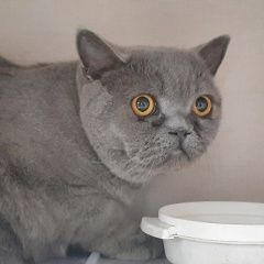 Подробнее об объявлении «Найден кот британец Санкт-Петербург» Фото: найдена кошка Британская короткошерстная кошка «Найден кот британец Санкт-Петербург» в г. Санкт-Петербург