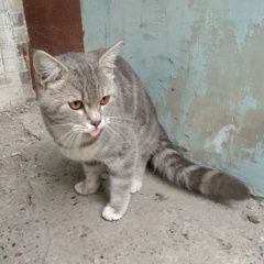 Подробнее об объявлении «Найден кот Томск» Фото: найдена кошка  «Найден кот Томск» в г. Томск