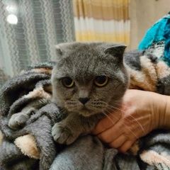 Подробнее об объявлении «Найдена кошка Москва» Фото: найдена кошка Скоттиш фолд (шотландская вислоухая) «Найдена кошка Москва» в г. Москва