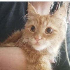 Подробнее об объявлении «Найдена кошка рыжая Бобруйск» Фото: найдена кошка  «Найдена кошка рыжая Бобруйск» в г. Бобруйск