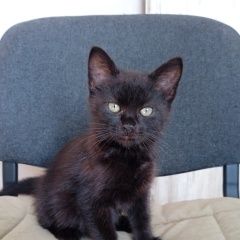 Подробнее об объявлении «Краснодар Найден котенок ищет дом» Фото: найдена кошка  «Краснодар Найден котенок ищет дом» в г. Краснодар