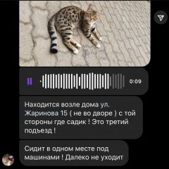 Подробнее об объявлении «Химки Найдена кошка кот (кошка) в мкр подрезково» Фото: найдена кошка  «Химки Найдена кошка кот (кошка) в мкр подрезково» в г. Химки