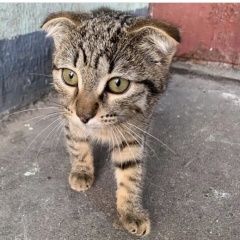Подробнее об объявлении «Мытищи Найдена кошка котёнок вислоухий» Фото: найдена кошка  «Мытищи Найдена кошка котёнок вислоухий» в г. Мытищи