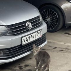 Подробнее об объявлении «Найдена кошка в тц рио на академической Москва» Фото: найдена кошка  «Найдена кошка в тц рио на академической Москва» в г. Москва