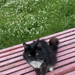 Подробнее об объявлении «Найдена кошка м. сходненская Москва» Фото: найдена кошка  «Найдена кошка м. сходненская Москва» в г. Москва