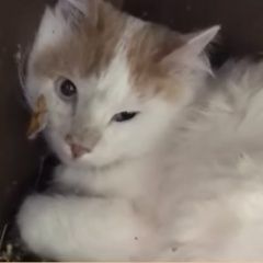 Подробнее об объявлении «Найдена кошка кот белый с рыжими пятнами Москва» Фото: найдена кошка  «Найдена кошка кот белый с рыжими пятнами Москва» в г. Москва