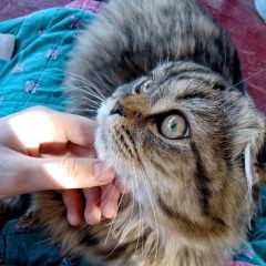 Подробнее об объявлении «Найден кот ленинский округ Калуга» Фото: найдена кошка  «Найден кот ленинский округ Калуга» в г. Калуга