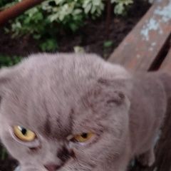 Подробнее об объявлении «Найден кот Ставрополь» Фото: найдена кошка Британская короткошерстная кошка «Найден кот Ставрополь» в г. Ставрополь