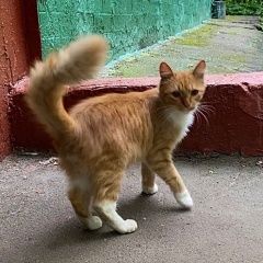 Подробнее об объявлении «Найдена кошка рыжий котик Москва» Фото: найдена кошка  «Найдена кошка рыжий котик Москва» в г. Москва