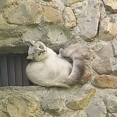 Подробнее об объявлении «Екатеринбург Найдена кошка» Фото: найдена кошка  «Екатеринбург Найдена кошка» в г. Екатеринбург