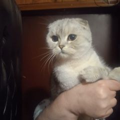 Подробнее об объявлении «Найден кот Санкт-Петербург» Фото: найдена кошка  «Найден кот Санкт-Петербург» в г. Санкт-Петербург