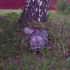 Картинка найдена кошка В городе Нарофоминск найдена кошечка. Нарофоминск