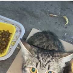 Картинка найдена кошка В городе Подольск нашлась киска. Подольск