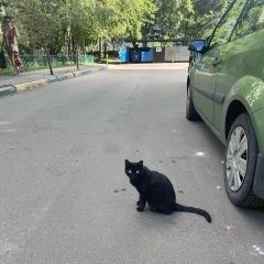 Подробнее об объявлении «Найдена кошка Москва» Фото: найдена кошка  «Найдена кошка Москва» в г. Москва