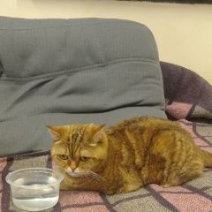 Подробнее об объявлении «Найдена кошка шотландской породы Москва» Фото: найдена кошка  «Найдена кошка шотландской породы Москва» в г. Москва