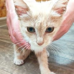 Подробнее об объявлении «Краснодар Найдена кошка котенок ищет дом» Фото: найдена кошка  «Краснодар Найдена кошка котенок ищет дом» в г. Краснодар