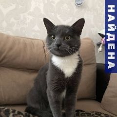 Подробнее об объявлении «Найдена кошка Троицк» Фото: найдена кошка Русская голубая «Найдена кошка Троицк» в г. Троицк