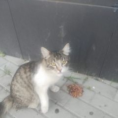 Картинка найдена кошка В городе Орехово-Зуево обнаружился котэ. Орехово-Зуево