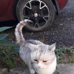 Подробнее об объявлении «Найдена кошка Анапа» Фото: найдена кошка  «Найдена кошка Анапа» в г. Анапа