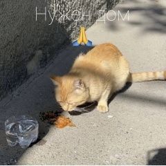 Подробнее об объявлении «Найден кот Ростов-на-Дону» Фото: найдена кошка  «Найден кот Ростов-на-Дону» в г. Ростов-на-Дону