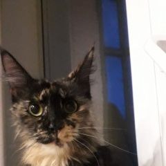 Подробнее об объявлении «Найдена кошка кошечка в районе иркутского 136. Томск» Фото: найдена кошка  «Найдена кошка кошечка в районе иркутского 136....» в г. Томск