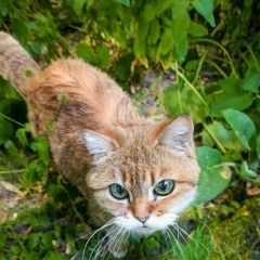 Подробнее об объявлении «Найдена кошка Москва» Фото: найдена кошка  «Найдена кошка Москва» в г. Москва