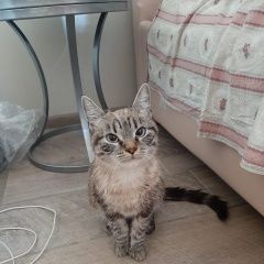 Подробнее об объявлении «Нахабино Найдена кошка» Фото: найдена кошка  «Нахабино Найдена кошка» в г. Нахабино