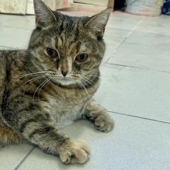 Подробнее об объявлении «Найдена кошка Москва» Фото: найдена кошка Шведский лаппхунд «Найдена кошка Москва» в г. Москва