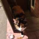 Подробнее об объявлении «Одинцово Найдена кошка трехцветная» Фото: найдена кошка  «Одинцово Найдена кошка трехцветная» в г. Одинцово