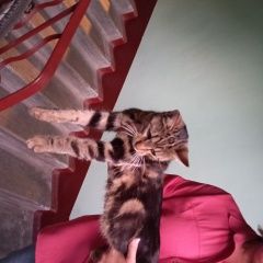 Подробнее об объявлении «Санкт-Петербург Найден кот» Фото: найдена кошка  «Санкт-Петербург Найден кот» в г. Санкт-Петербург