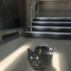 Подробнее об объявлении «Найден кот Некрасовка» Фото: найдена кошка  «Найден кот Некрасовка» в г. Некрасовка