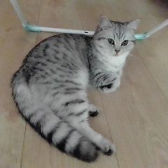 Подробнее об объявлении «Найдена кошка Москва» Фото: найдена кошка  «Найдена кошка Москва» в г. Москва