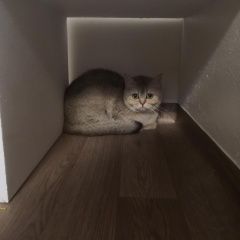 Подробнее об объявлении «Найдена кошка Москва» Фото: найдена кошка Британская короткошерстная кошка «Найдена кошка Москва» в г. Москва