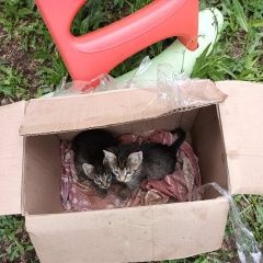 Подробнее об объявлении «Саратов Найдена кошка котята» Фото: найдена кошка  «Саратов Найдена кошка котята» в г. Саратов
