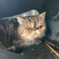 Картинка найдена кошка В городе Комсомольск-на-Амуре обнаружена кисонька. Комсомольск-на-Амуре