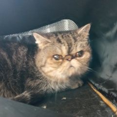 Подробнее об объявлении «Найдена кошка кот в переноске Комсомольск-на-Амуре» Фото: найдена кошка  «Найдена кошка кот в переноске Комсомольск-на-Амуре» в г. Комсомольск-на-Амуре