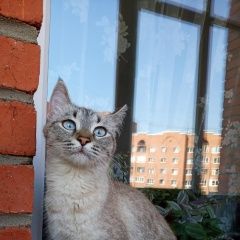 Картинка найдена кошка В городе Уфа нашлась кошка. Уфа
