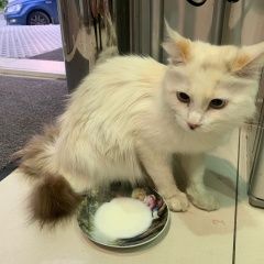 Подробнее об объявлении «Найдена кошка Москва» Фото: найдена кошка  «Найдена кошка Москва» в г. Москва